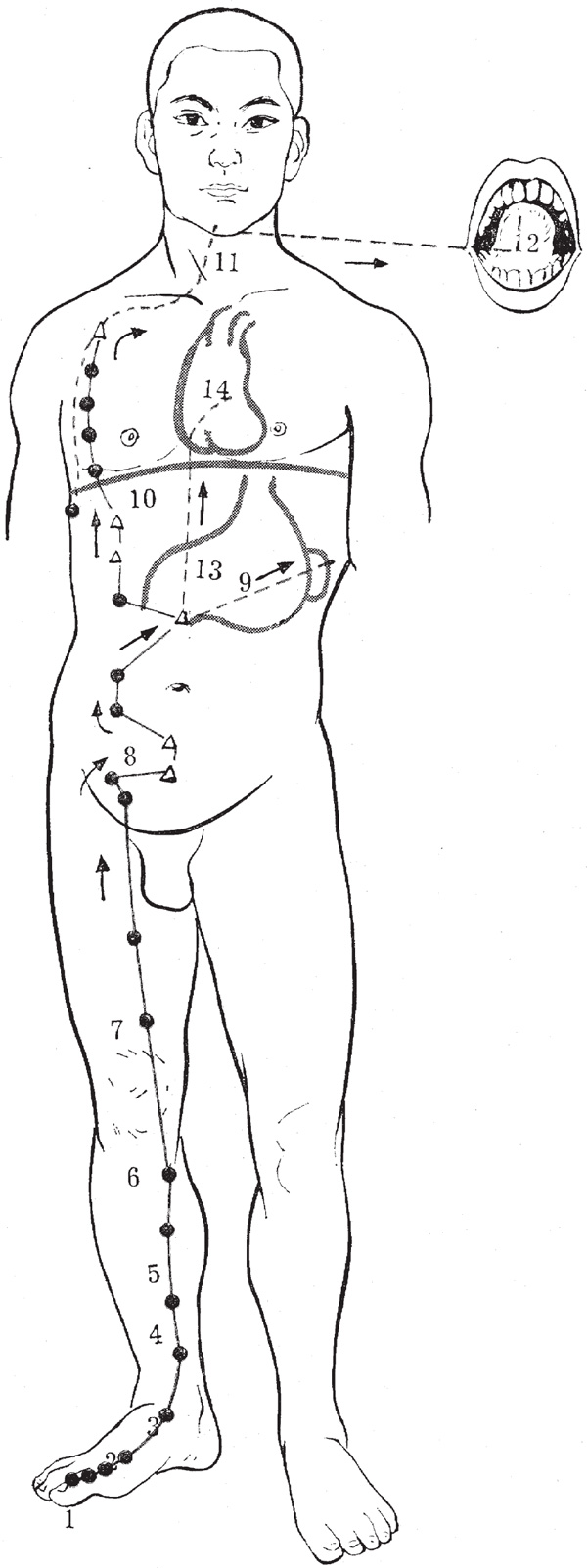 akupunktur-uddannelse-milt-meridian
