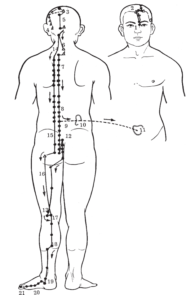 akupunktur-uddannelse-urinblære-meridian